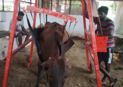 Cow Lifting Machine